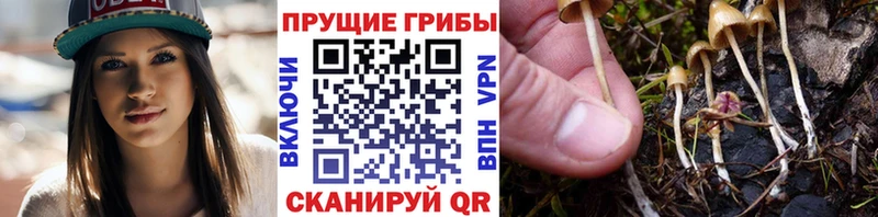 Галлюциногенные грибы MAGIC MUSHROOMS  магазин продажи   Апшеронск 
